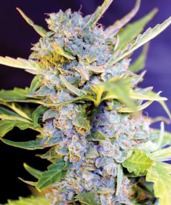 Auto Fro-Yo 5u. G13 Labs
