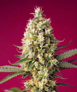 Auto Skywalker OG Runtz XL fem. Sweet Seeds