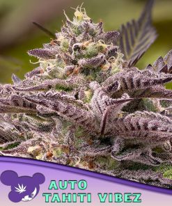 Auto Tahiti Vibez fem. Anesia