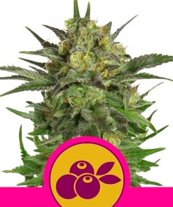 Haze Berry fem. Royal Queen