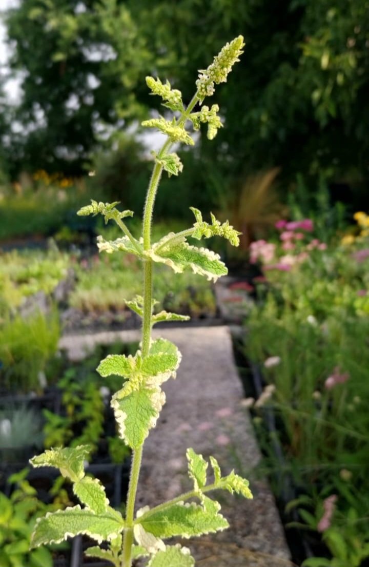 Mentha suaveolens “Ananas” – Menta ananas (perenne)