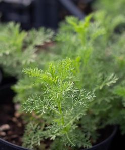 Artemisia chamaemelifolia