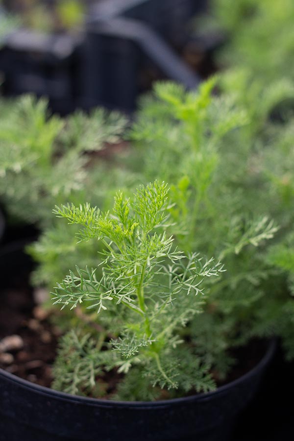 Artemisia chamaemelifolia