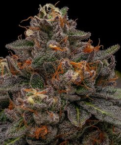 Korenji fem. Ripper Seeds