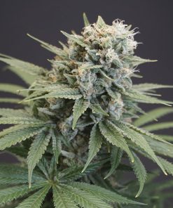 LeMello 6 u. fem Karma Genetics
