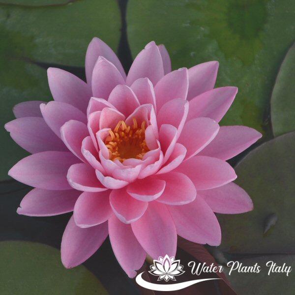 ‘Peter Slocum’