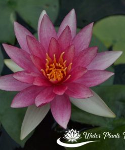 ‘Pink Sparkle’