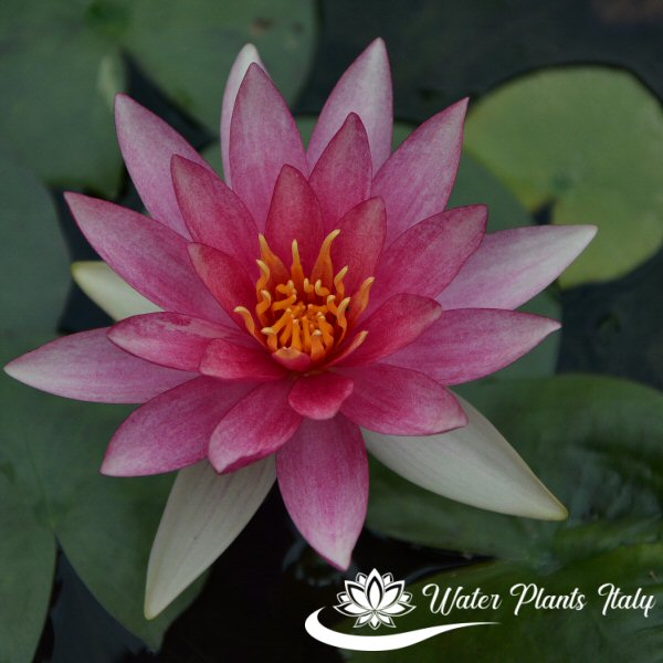 ‘Pink Sparkle’