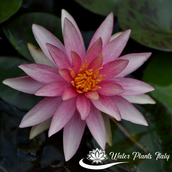 ‘Pink Sparkle’ - immagine 2