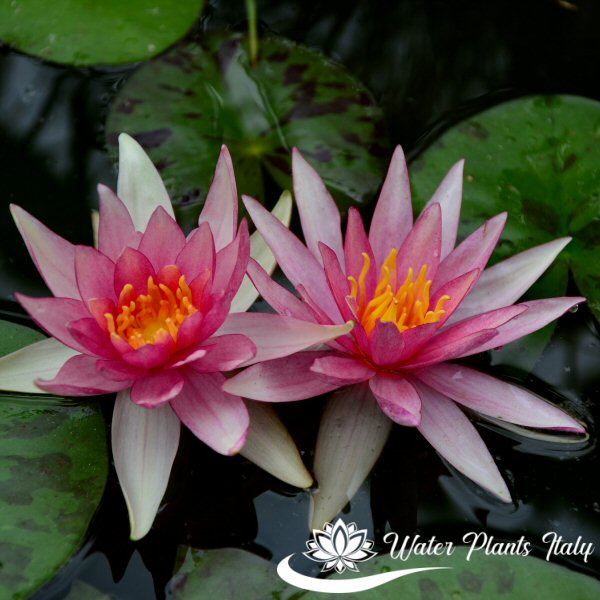 ‘Pink Sparkle’ - immagine 3