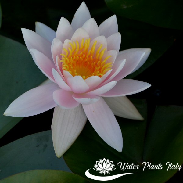 ‘W.B. Shaw’