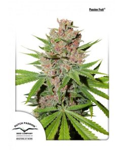 Passion Fruit fem. Dutch Passion