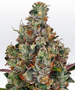 Rainbow Road fem. Paradise Seeds