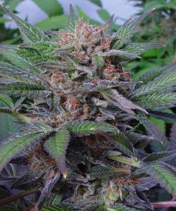 Somango fem. Soma Seeds