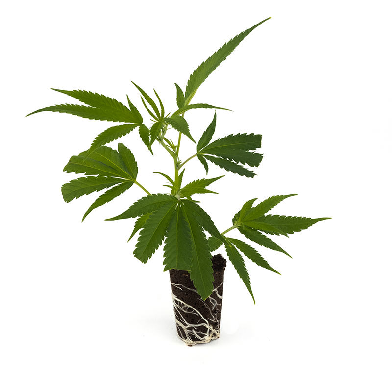 Zombie Kush | Ripper Seeds | Classic Strains Clone - immagine 2