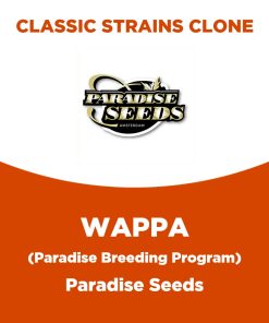 Wappa | Paradise Seeds | Classic Strains Clone