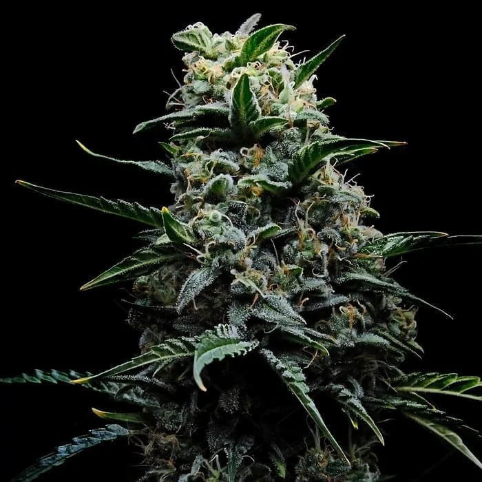 Zlushi 3 u. fem Empire Seeds