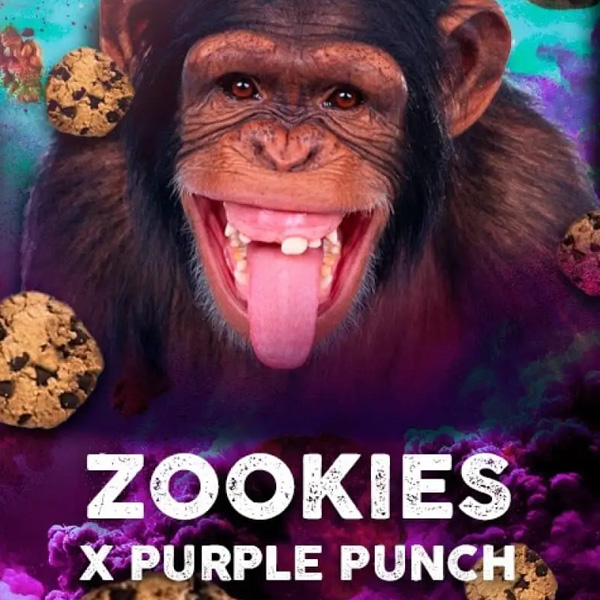 Zookies 5 u. fem. Tramuntana Seeds