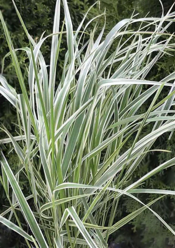 Calamagrostis x acutiflora “Overdam”